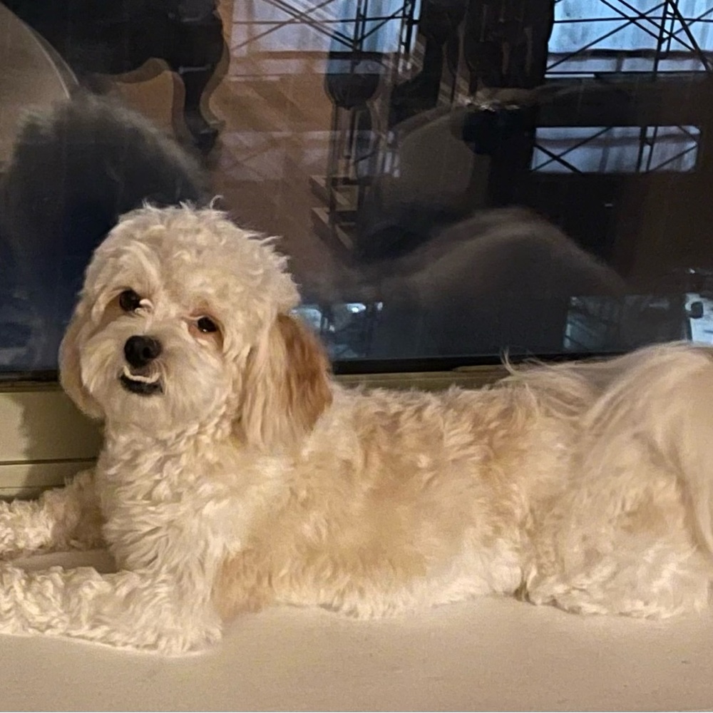 Meet your Posher, Shatisha